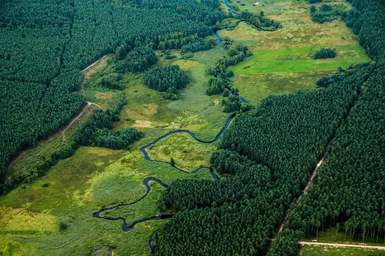Impacto ecológico de la madera tecnológica
